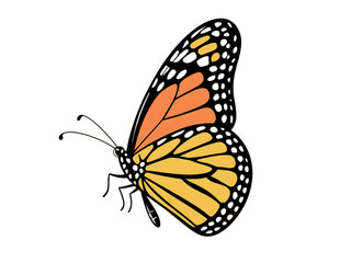 3d illustration of an orange butterfly, Butterfly Small Tortoiseshell, Close-up of a black and yellow butterfly, Beautiful blue butterfly in full body close-up portrait, flying with grace. Generative.