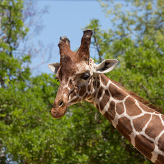 Graceful and beautiful animal giraffe