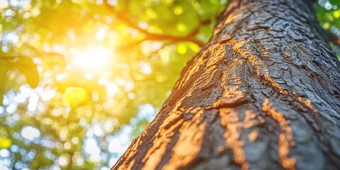 Obraz premium Close-up of sunlit tree trunk in forest with leafy background.