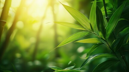 Lush green bamboo leaves bathed in sunlight