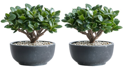 Fototapeta premium Elegant twin bonsai trees in pots on PNG transparent background