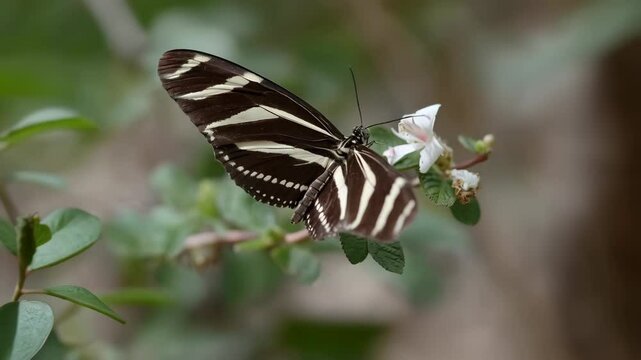 Striking zebra longwing butterfly with brown and white stripes rests gently on delicate white flower petals, amidst green leaves.