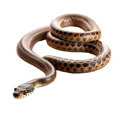 Obraz premium snake on white background