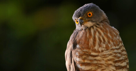 Sharpeyed crested goshawk, detailed plumage, intense gaze, Thailand. Hawk in natural habitat, Kaeng Krachan National Park.