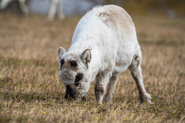 Svalbard reindeer (Rangifer tarandus platyrhynchus) calf grazing in a field in Alkhornet, Svalbard,...