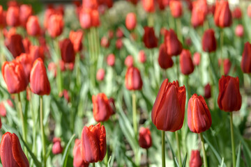 Fototapeta premium Field of beautiful red tulips. Natural floral background.