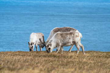 Svalbard reindeer (Rangifer tarandus platyrhynchus) grazing in a field, with the Arctic Ocean in...