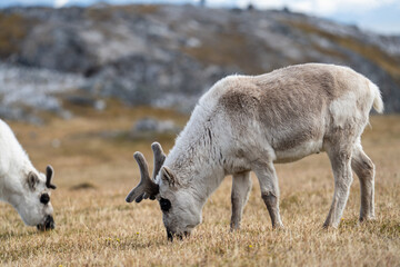 Svalbard reindeer (Rangifer tarandus platyrhynchus) grazing in a field, in Alkhornet, Svalbard, Norway
