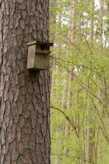 A birdcage is attached to a tree in the forest