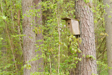 A birdcage is attached to a tree in the forest