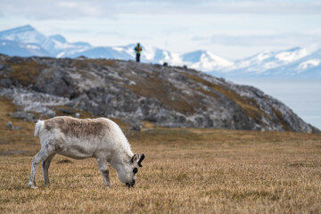Svalbard reindeer (Rangifer tarandus platyrhynchus) grazing in a field, with a guard in the background, in Alkhornet, Svalbard, Norway © Angela