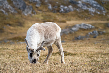 Fototapeta premium Svalbard reindeer (Rangifer tarandus platyrhynchus) grazing in a field, in Alkhornet, Svalbard, Norway