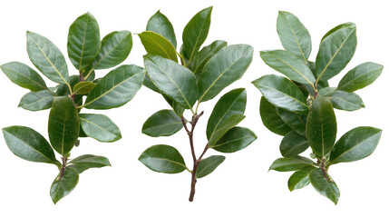 Fototapeta premium Three Beautiful Green Bay Laurel Branches on PNG transparent background
