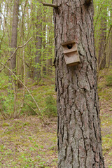A birdcage is attached to a tree in the forest