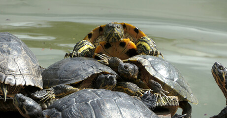 Turtles on top of each other, tortoise staring at viewer, pond in the background