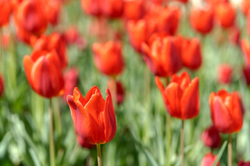 Field of beautiful red tulips. Natural floral background.