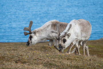 Svalbard reindeer (Rangifer tarandus platyrhynchus) grazing in a field, with the Arctic Ocean in the background, in Alkhornet, Svalbard, Norway