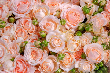 Soft pink cream roses big and small. Natural floral background.