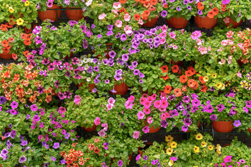 Boxes with colorful petunias fill the space completely. Natural plant background.