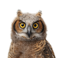 Obraz premium Owl in focus animal portrait transparent background nature close-up view wildlife concept