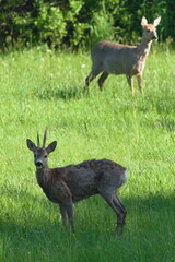 Couple of Capreolus capreolus european roe deer just noticed photographer on a field. Nature of Czech republic.
