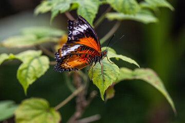 Butterfly shots at Butterfly farm in Stratford upon Avon
