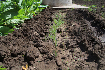 Small dill on the surface of the ground