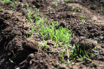 Sprouted dill seeds have come to the surface