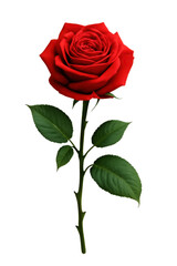 Fototapeta premium A single red rose with lush green leaves