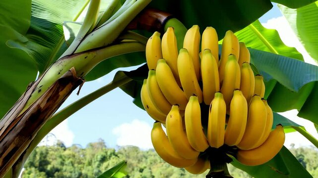 Bunch of ripe yellow bananas hanging from green banana tree, representing tropical fruit harvest, suitable for food vlogs or agricultural documentaries