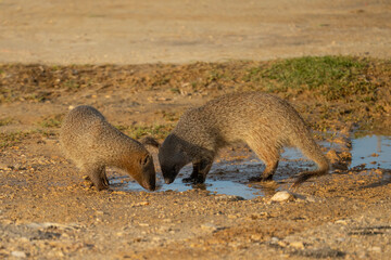 A Pair of Mongooses