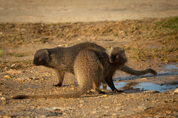 Fototapeta premium A Pair of Mongooses