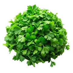 Obraz premium parsley isolated on white background