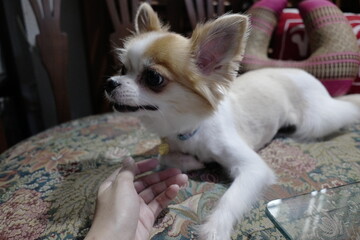 Adorable Chihuahua Dog with Playful Expression on Colorful Tablecloth