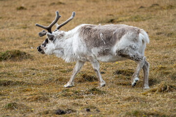 Svalbard reindeer (Rangifer tarandus platyrhynchus) in a field, in Alkhornet, Svalbard, Norway