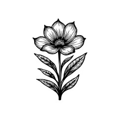 Elegant floral botanical illustration featuring a delicate flower and detailed leaves