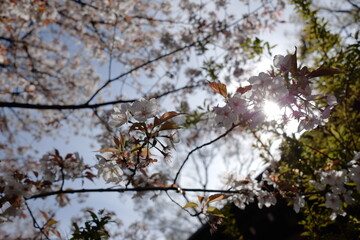 Beautiful Cherry Blossom Flowers Glowing Under the Gentle Morning Light in Spring Season
