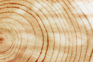 Wood pattern, detailed view of wooden texture with natural tree rings of juniper, eco textures earthy tones, dark color, Macro trend photo, circular growth patterns and organic beauty of material