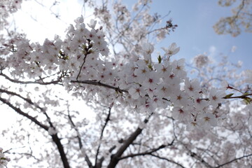Fototapeta premium Beautiful Cherry Blossom Tree with White Flowers Against a Clear Blue Sky in Springtime Park Setting