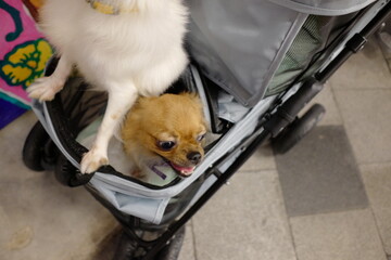 Two adorable small dogs comfortably resting in a pet stroller on a city street, showcasing...
