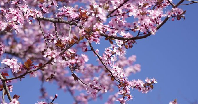 Sakura - Cherry blossoms in spring.