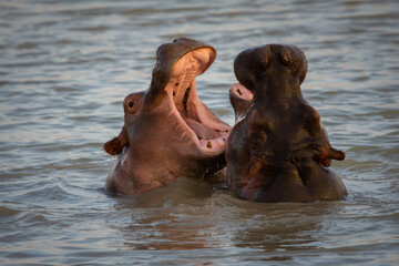 Hippos in a lake in Tanzania