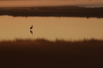 Heron in water