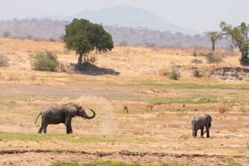 Fototapeta premium Two Elephants in Tanzania