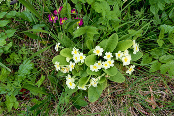 Primevère des jardins