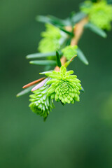 New green growth on westerm hemlock tree branch