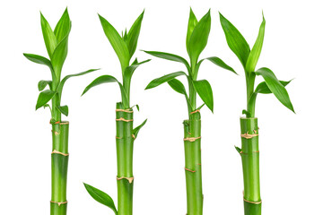  Set of Bamboo stalk with green leaves, isolated on a transparent background.