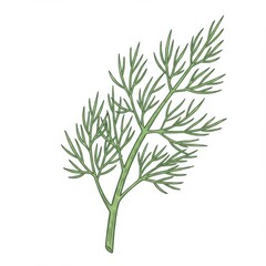 Fototapeta premium Fresh Green Dill Sprig Illustration on White