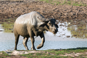 Fototapeta premium buffalo, mammal, herbivore, brown, horns, water, field, wildlife, nature, animal, wild, standing, blue, green, habitat, bovine, bubalus, arnee, swamp, river, lake, grassland, outdoors, day, summer, na