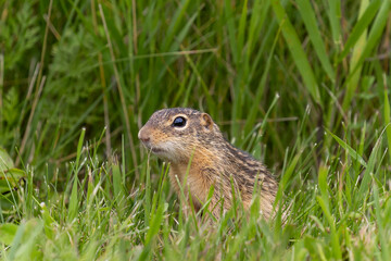 gopher in grass